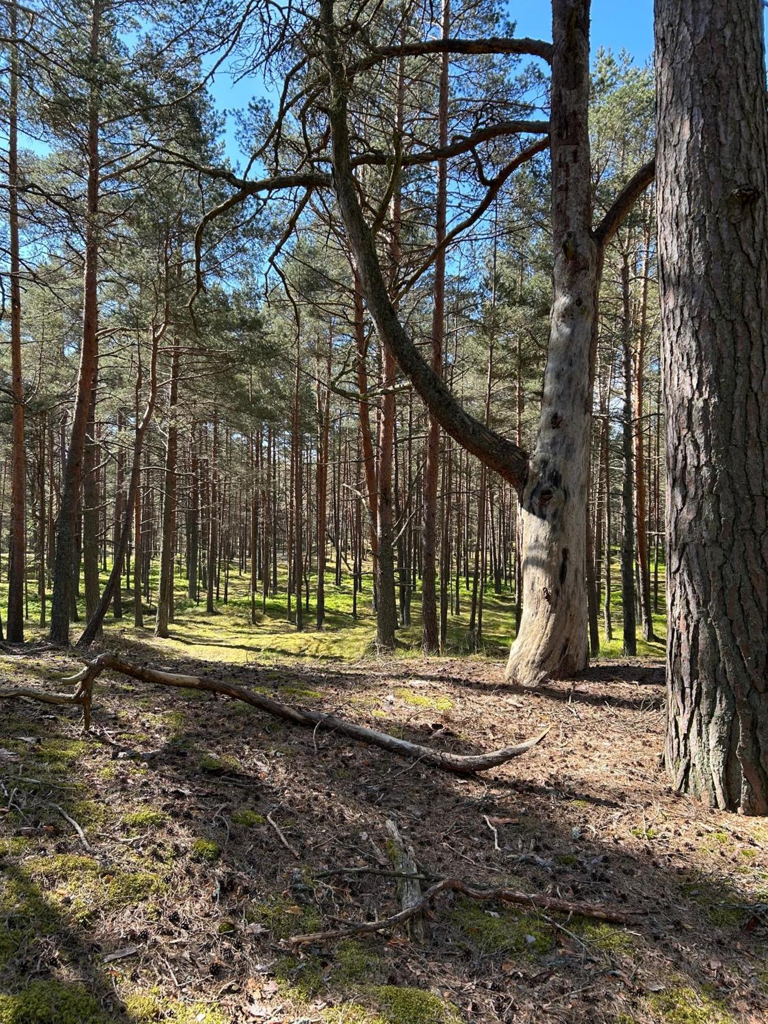 Apartment Near The Seaside Jurmala Luaran gambar